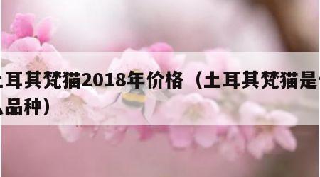 土耳其梵猫2018年价格（土耳其梵猫是什么品种）