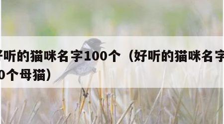 好听的猫咪名字100个（好听的猫咪名字100个母猫）