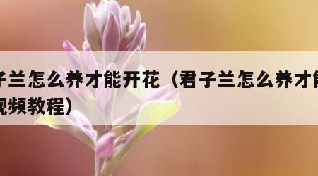 君子兰怎么养才能开花（君子兰怎么养才能开花视频教程）