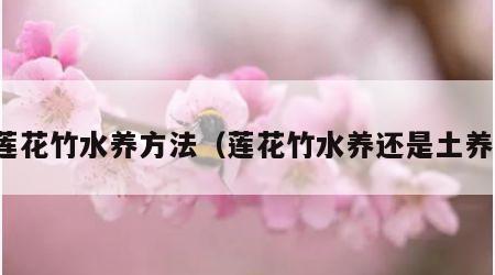 莲花竹水养方法（莲花竹水养还是土养）