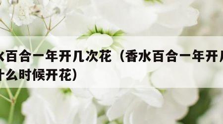 香水百合一年开几次花（香水百合一年开几次花什么时候开花）