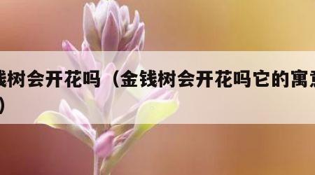 金钱树会开花吗（金钱树会开花吗它的寓意好吗?）