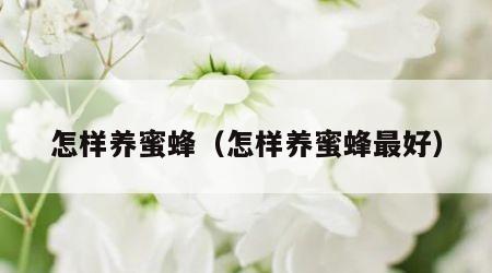 怎样养蜜蜂（怎样养蜜蜂最好）