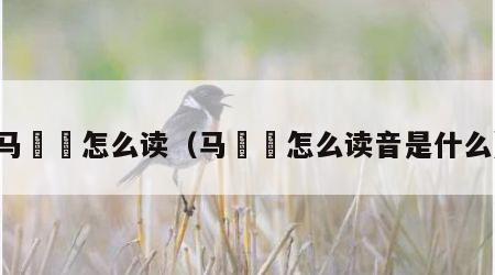 马騳骉怎么读（马騳骉怎么读音是什么）