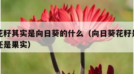 葵花籽其实是向日葵的什么（向日葵花籽是种子还是果实）