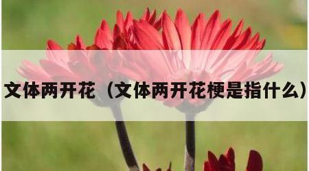 文体两开花（文体两开花梗是指什么）