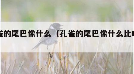 孔雀的尾巴像什么（孔雀的尾巴像什么比喻句）