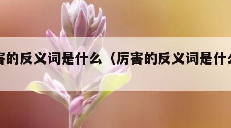 厉害的反义词是什么（厉害的反义词是什么词）