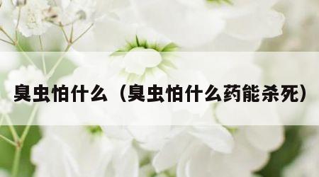 臭虫怕什么（臭虫怕什么药能杀死）