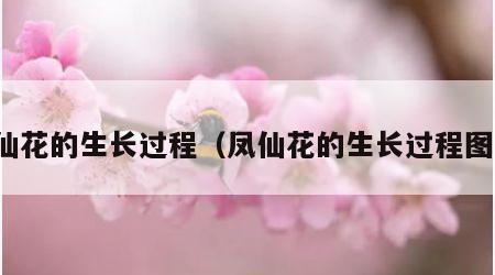 凤仙花的生长过程（凤仙花的生长过程图画）