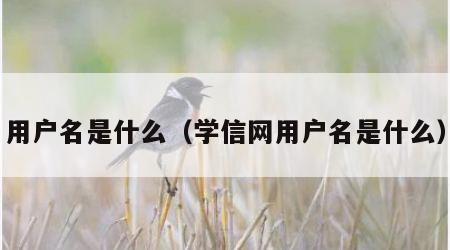 用户名是什么（学信网用户名是什么）