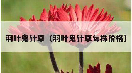 羽叶鬼针草（羽叶鬼针草每株价格）