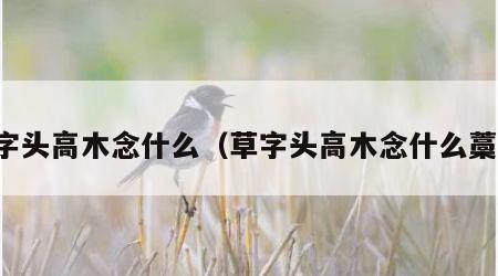 草字头高木念什么（草字头高木念什么藁本）