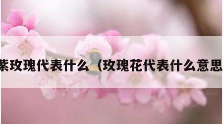 紫玫瑰代表什么（玫瑰花代表什么意思）