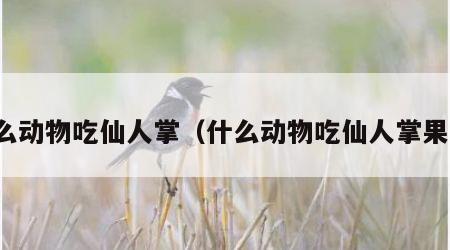 什么动物吃仙人掌（什么动物吃仙人掌果实）