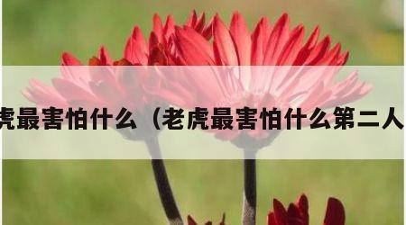 老虎最害怕什么（老虎最害怕什么第二人生）