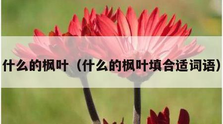 什么的枫叶（什么的枫叶填合适词语）