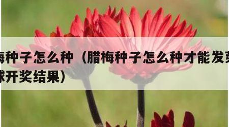 腊梅种子怎么种（腊梅种子怎么种才能发芽双色球开奖结果）