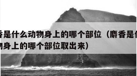 麝香是什么动物身上的哪个部位（麝香是什么动物身上的哪个部位取出来）