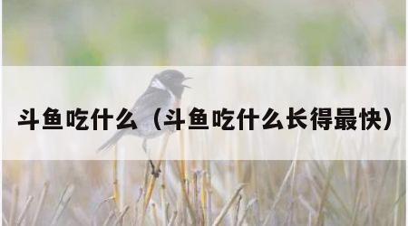 斗鱼吃什么（斗鱼吃什么长得最快）