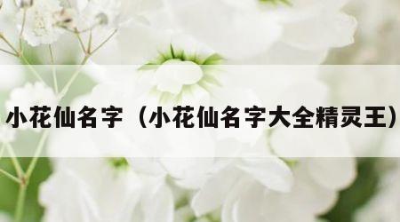 小花仙名字（小花仙名字大全精灵王）