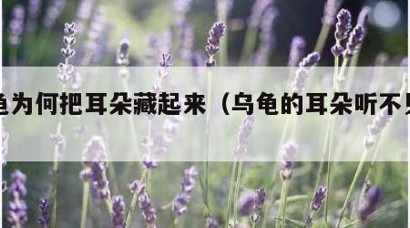 乌龟为何把耳朵藏起来（乌龟的耳朵听不见吗）