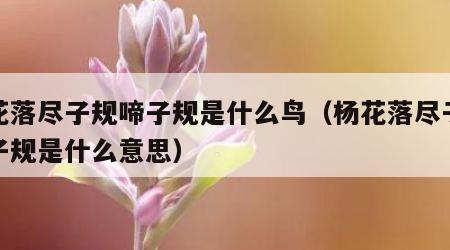 杨花落尽子规啼子规是什么鸟（杨花落尽子规啼子规是什么意思）