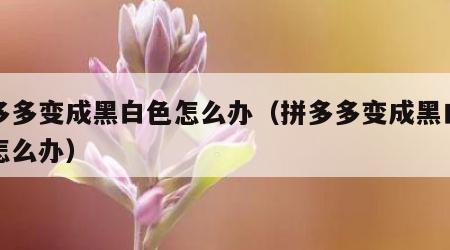 拼多多变成黑白色怎么办（拼多多变成黑白的了怎么办）