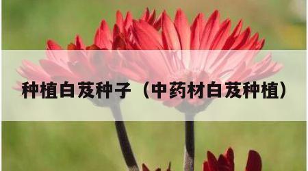 种植白芨种子（中药材白芨种植）