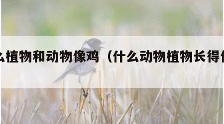 什么植物和动物像鸡（什么动物植物长得像鸡?）