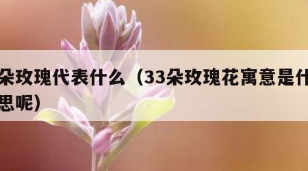 五朵玫瑰代表什么（33朵玫瑰花寓意是什么意思呢）