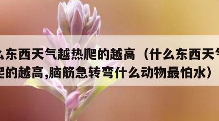 什么东西天气越热爬的越高（什么东西天气越热爬的越高,脑筋急转弯什么动物最怕水）