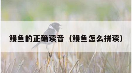 鳗鱼的正确读音（鳗鱼怎么拼读）