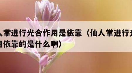 仙人掌进行光合作用是依靠（仙人掌进行光合作用依靠的是什么啊）