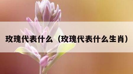 玫瑰代表什么（玫瑰代表什么生肖）