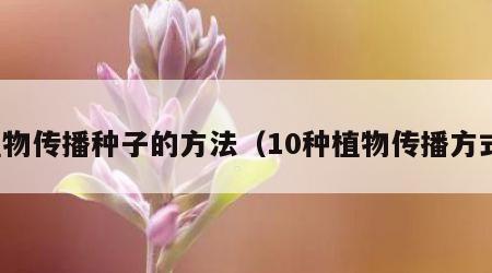 植物传播种子的方法（10种植物传播方式）