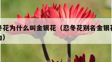 忍冬花为什么叫金银花（忍冬花别名金银花是因为）