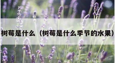 树莓是什么（树莓是什么季节的水果）