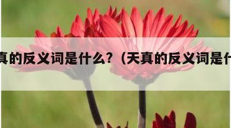 天真的反义词是什么?（天真的反义词是什么词）