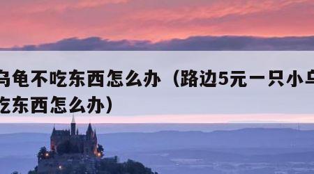 小乌龟不吃东西怎么办（路边5元一只小乌龟不吃东西怎么办）