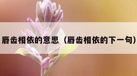 唇齿相依的意思（唇齿相依的下一句）