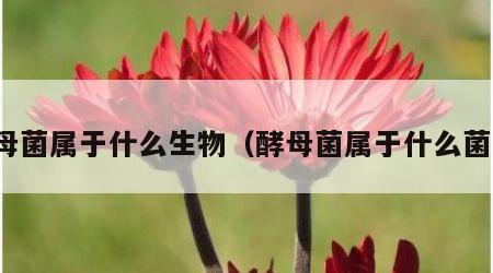 酵母菌属于什么生物（酵母菌属于什么菌属）