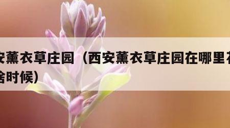 西安薰衣草庄园（西安薰衣草庄园在哪里花期是啥时候）