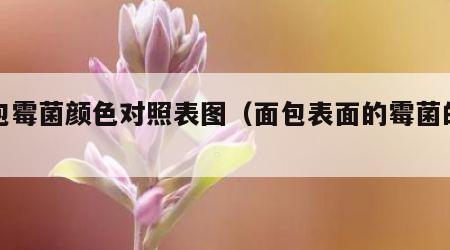 面包霉菌颜色对照表图（面包表面的霉菌的样子）