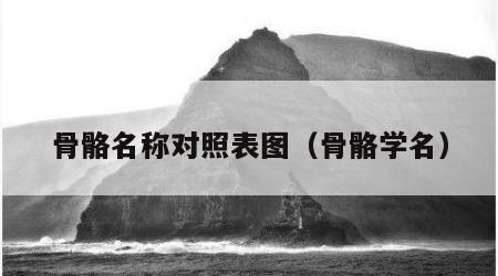 骨骼名称对照表图（骨骼学名）